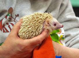 Pumpkin the Hedgehog Visits PES